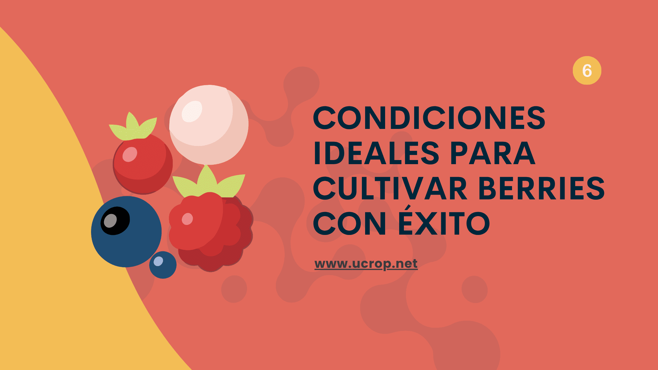condiciones-ideales-para-cultivar-berries-con-exito