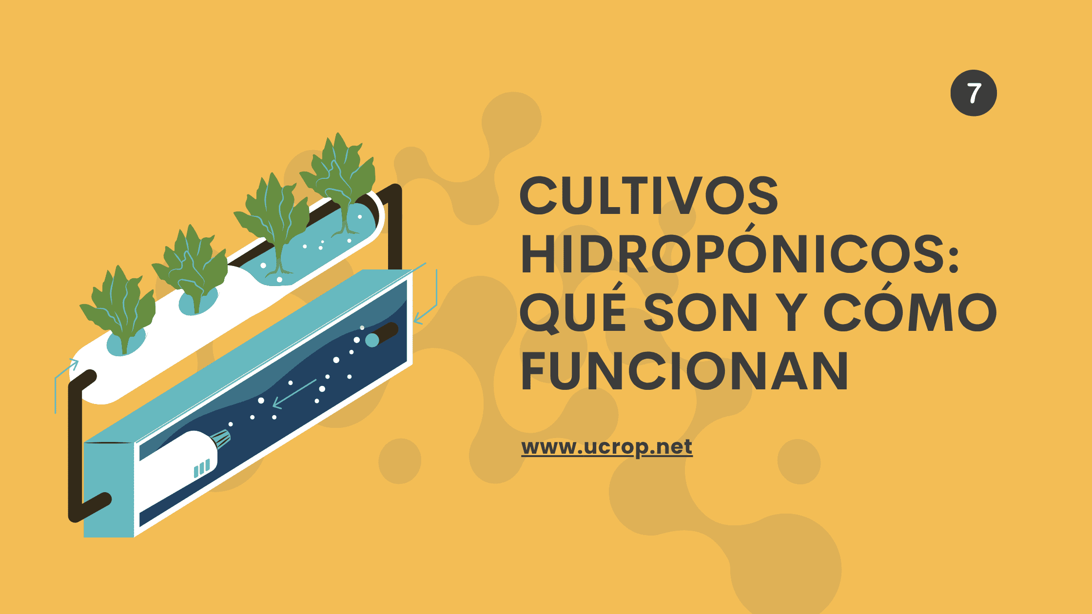 cultivos-hidroponicos-que-son-y-como-funciona