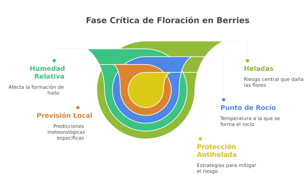 fase-critica-de-floracion-en-berries