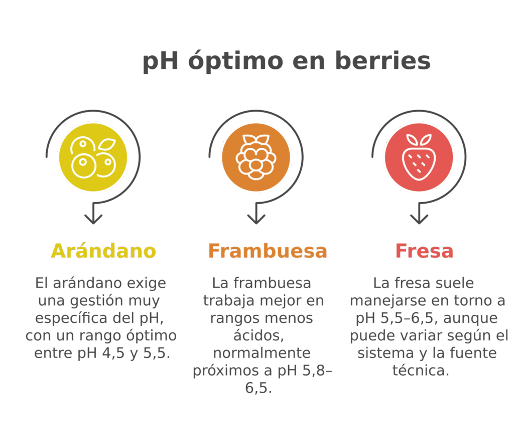 ph-optimo-en-berries